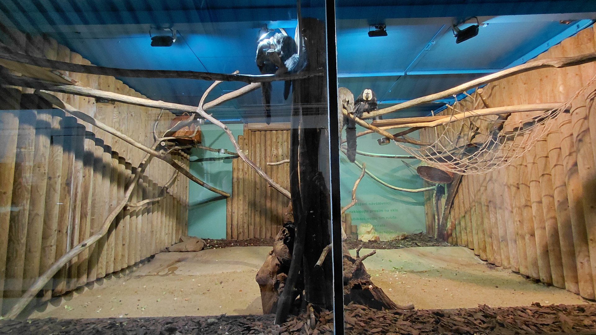 White-faced saki indoor exhibit