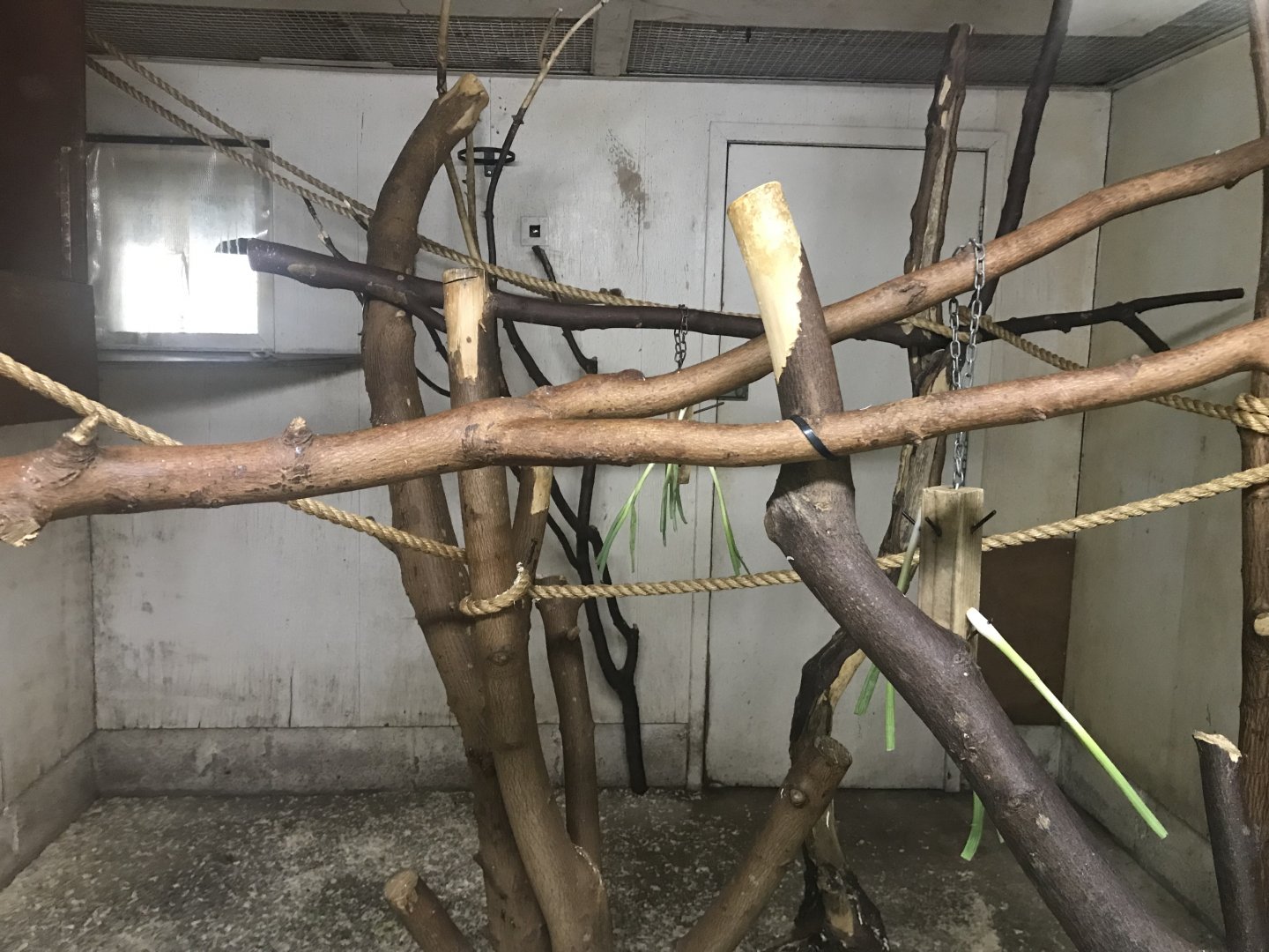 White-faced saki indoors