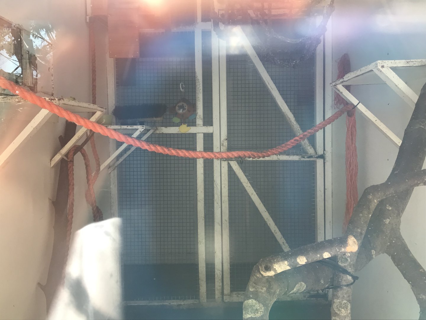 White- faced saki indoors