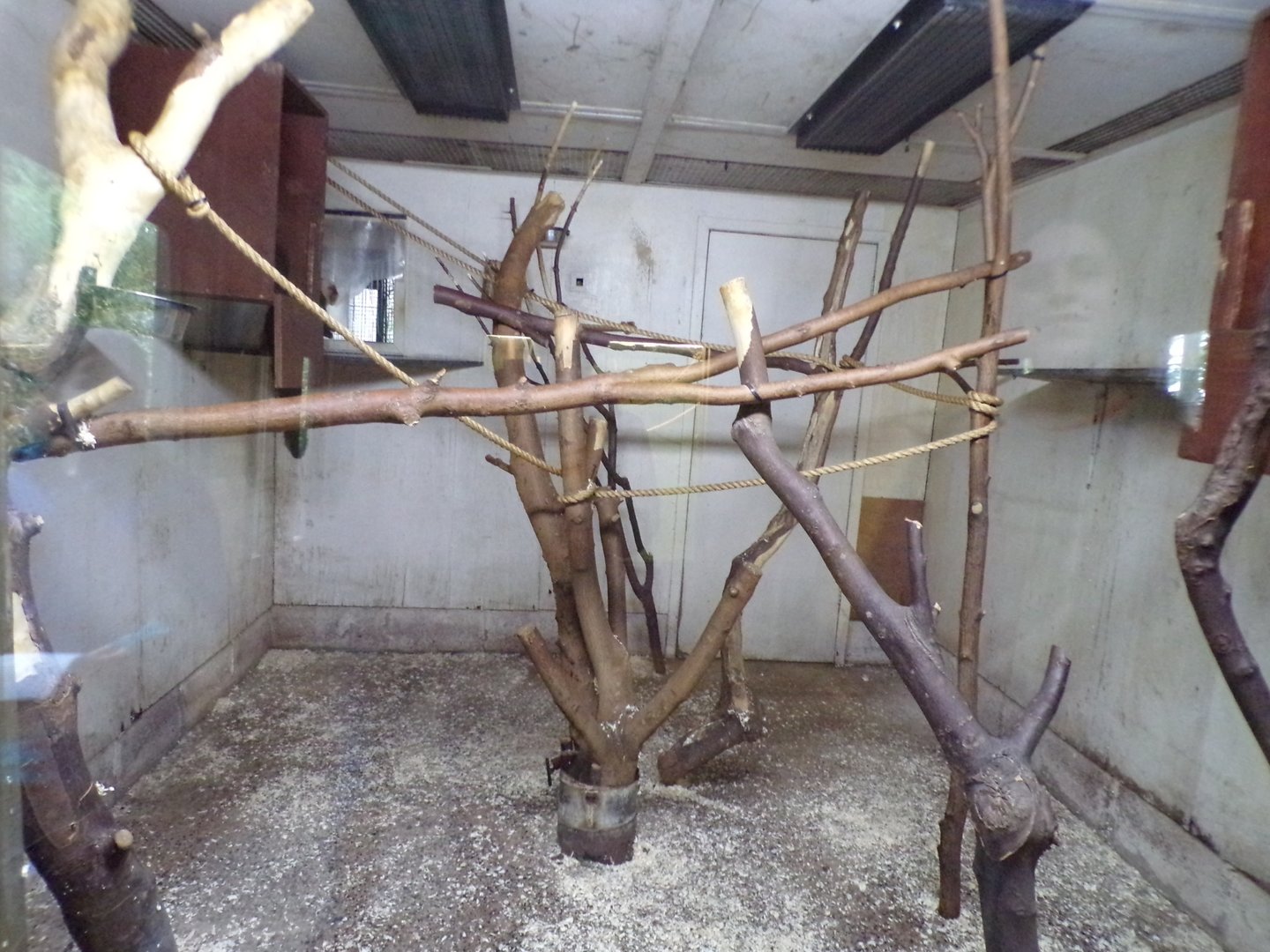 White-faced saki indoors