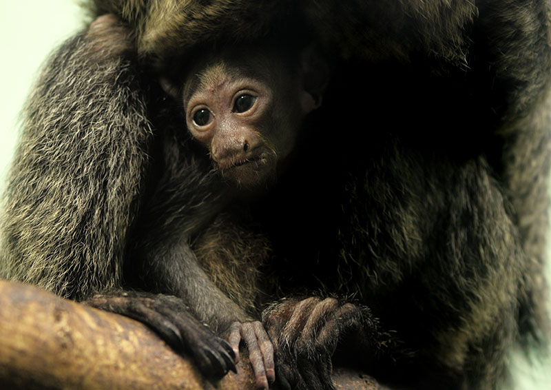 White faced saki infant