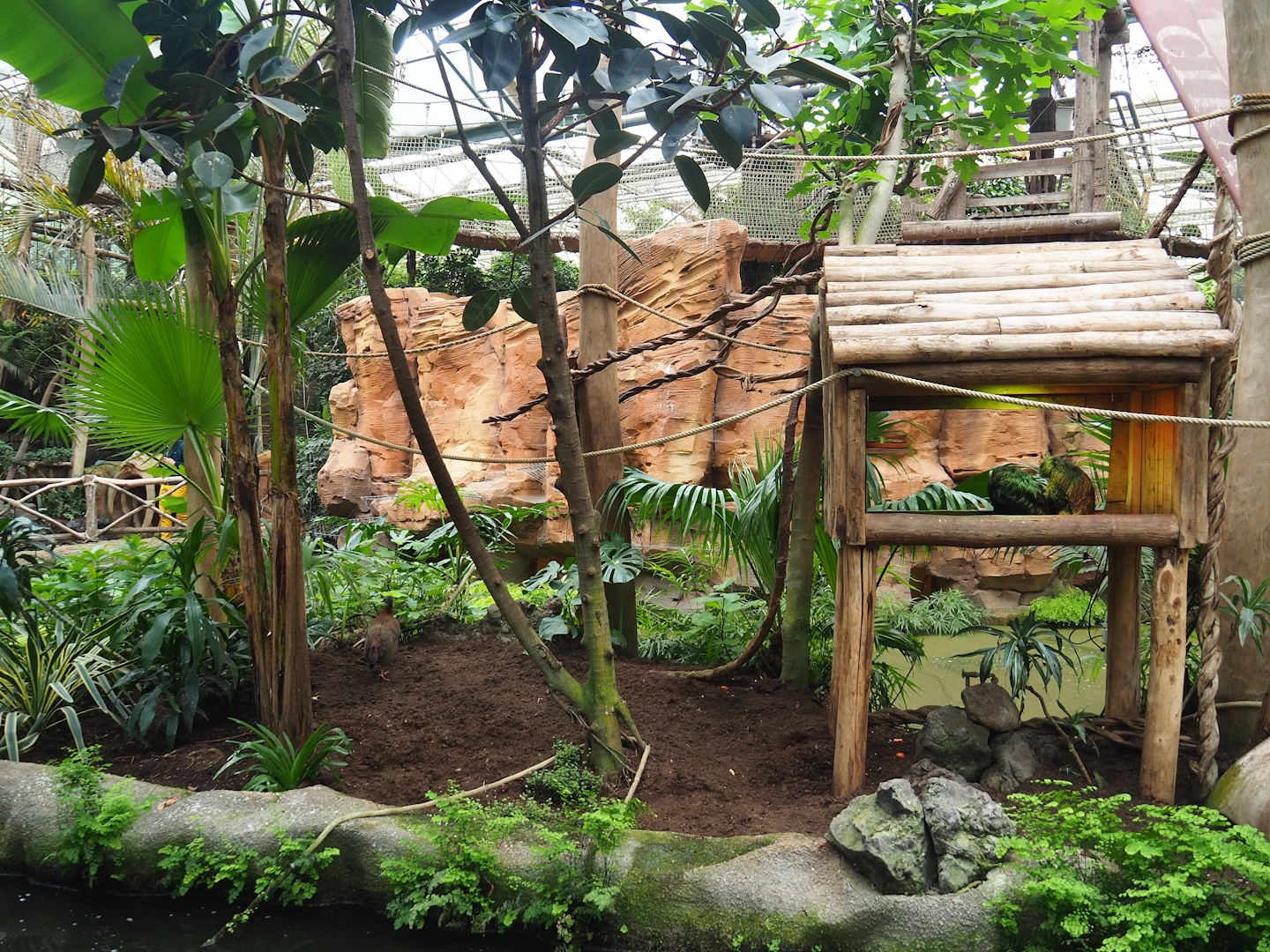 White-faced saki island, 2023-05-15