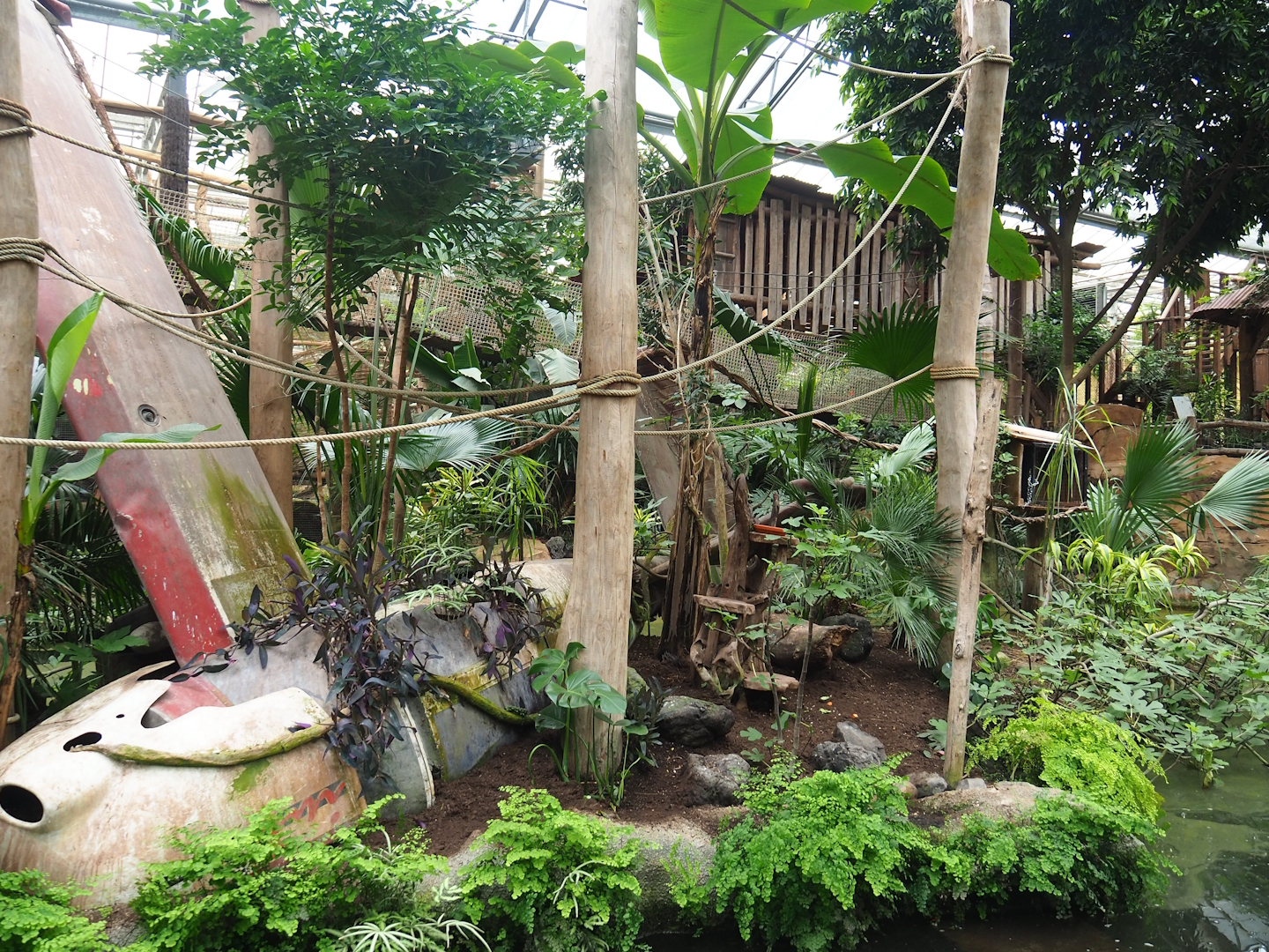 White-faced saki island, 2023-05-15