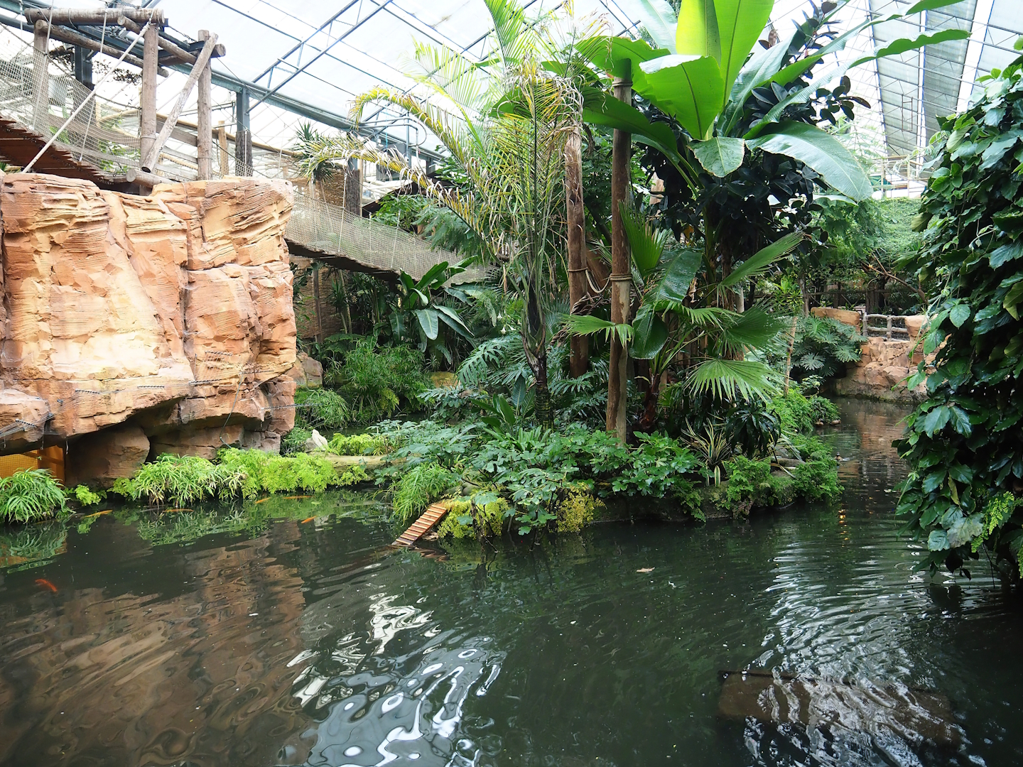 White-faced saki island, 2023-10-13