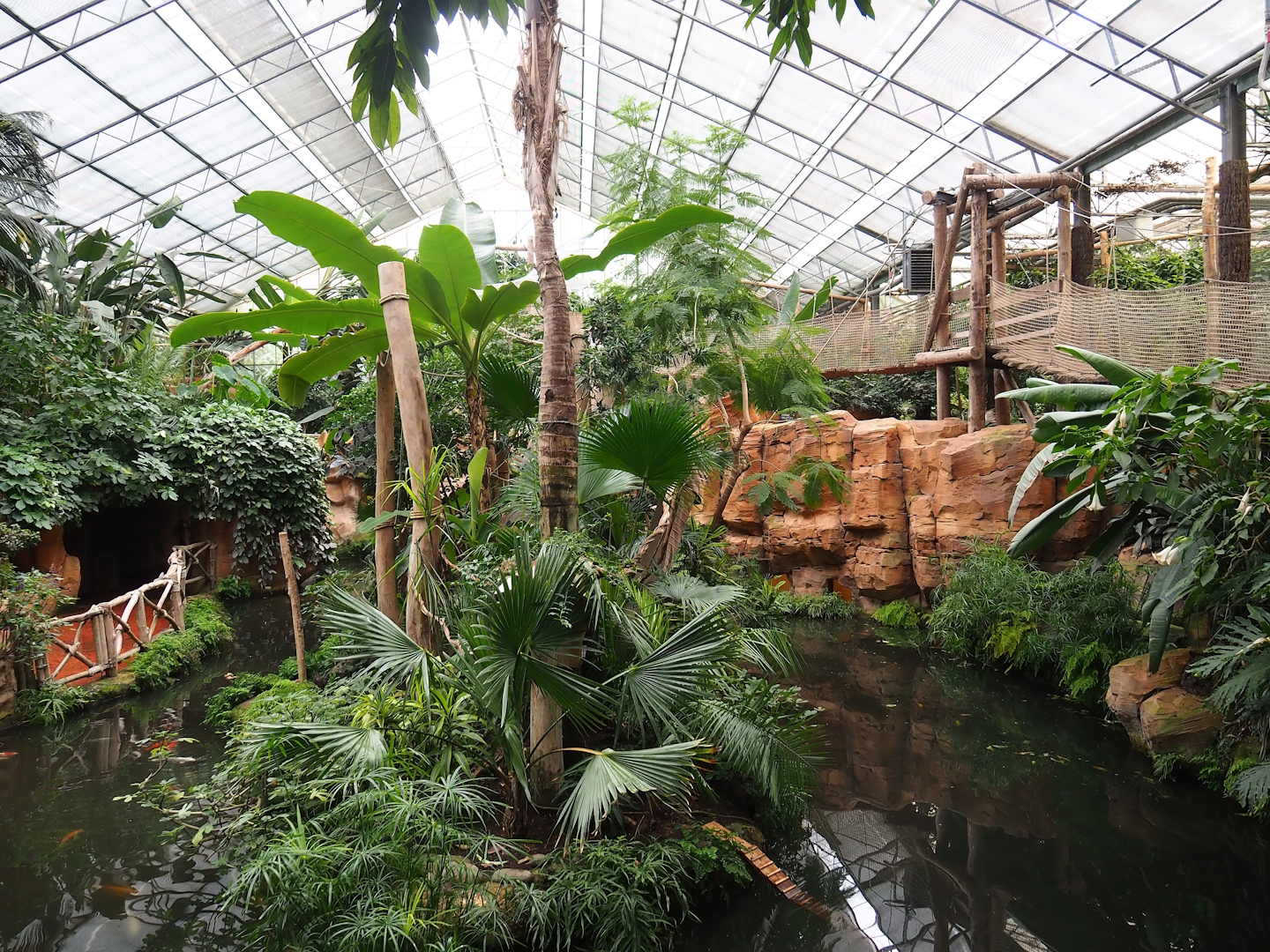 White-faced saki island, 2023-10-13