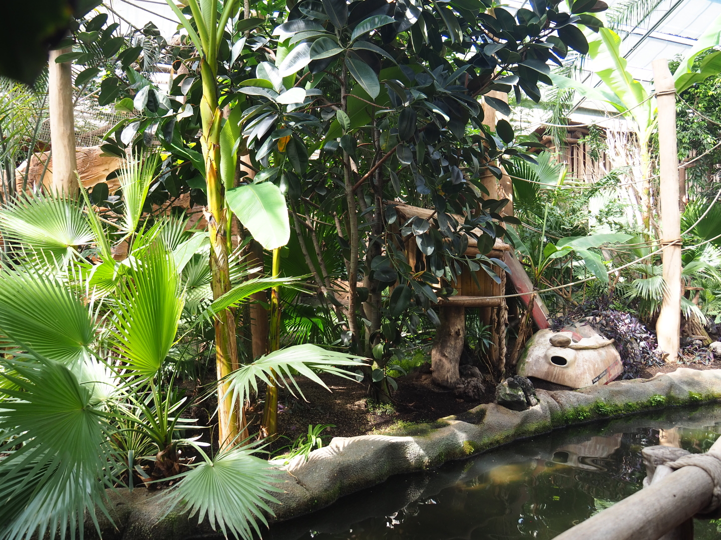 White-faced saki island in the Oasis, 2021-09-03