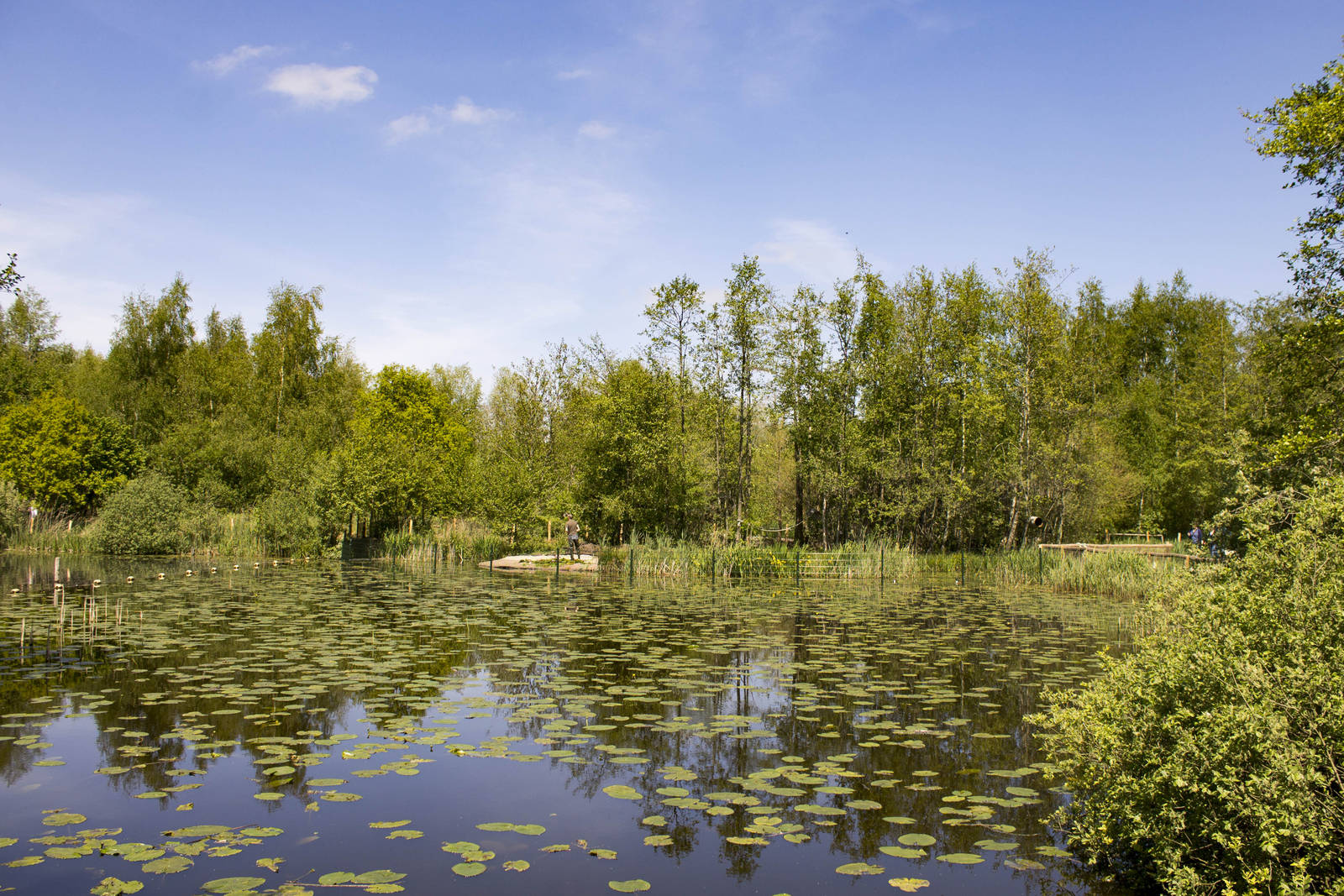 White-faced saki island (May 23th, 2015)