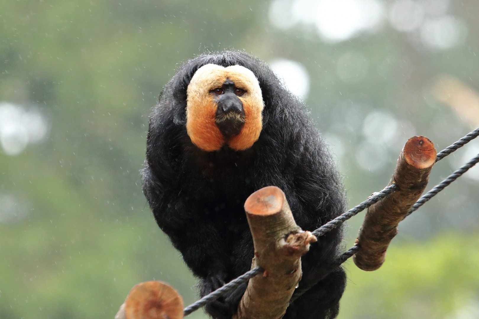 White-faced saki (July 2020)