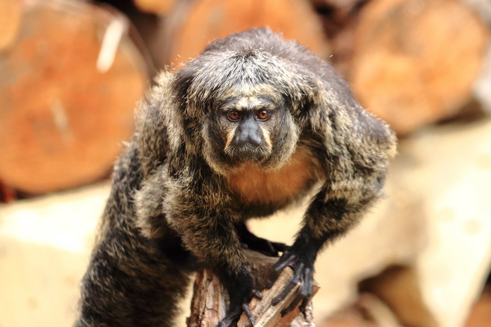 White-faced saki (July 2020)