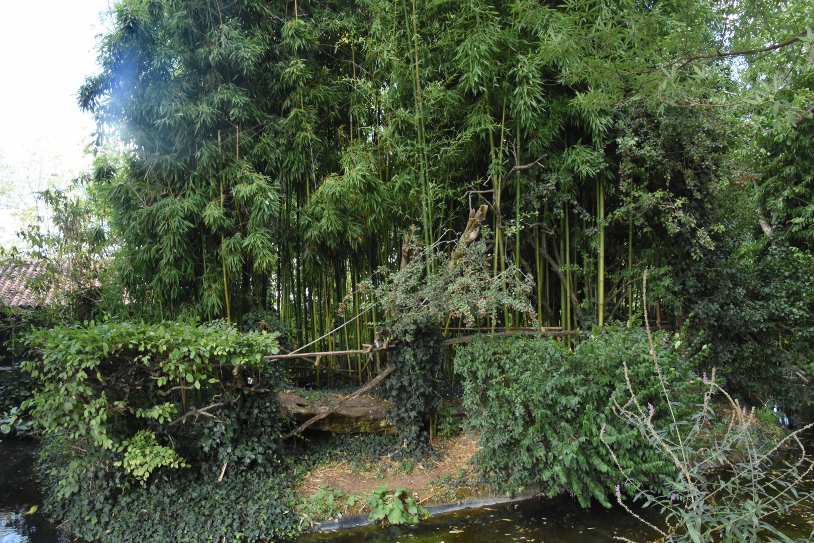 White-faced Saki & Lion Tamarin island