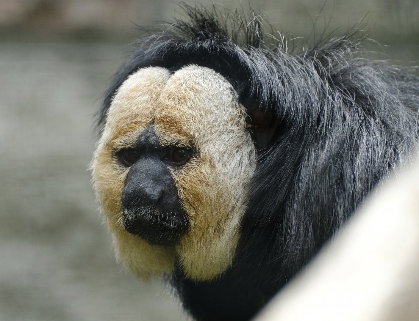 White-faced saki (m) - May 27, 2025
