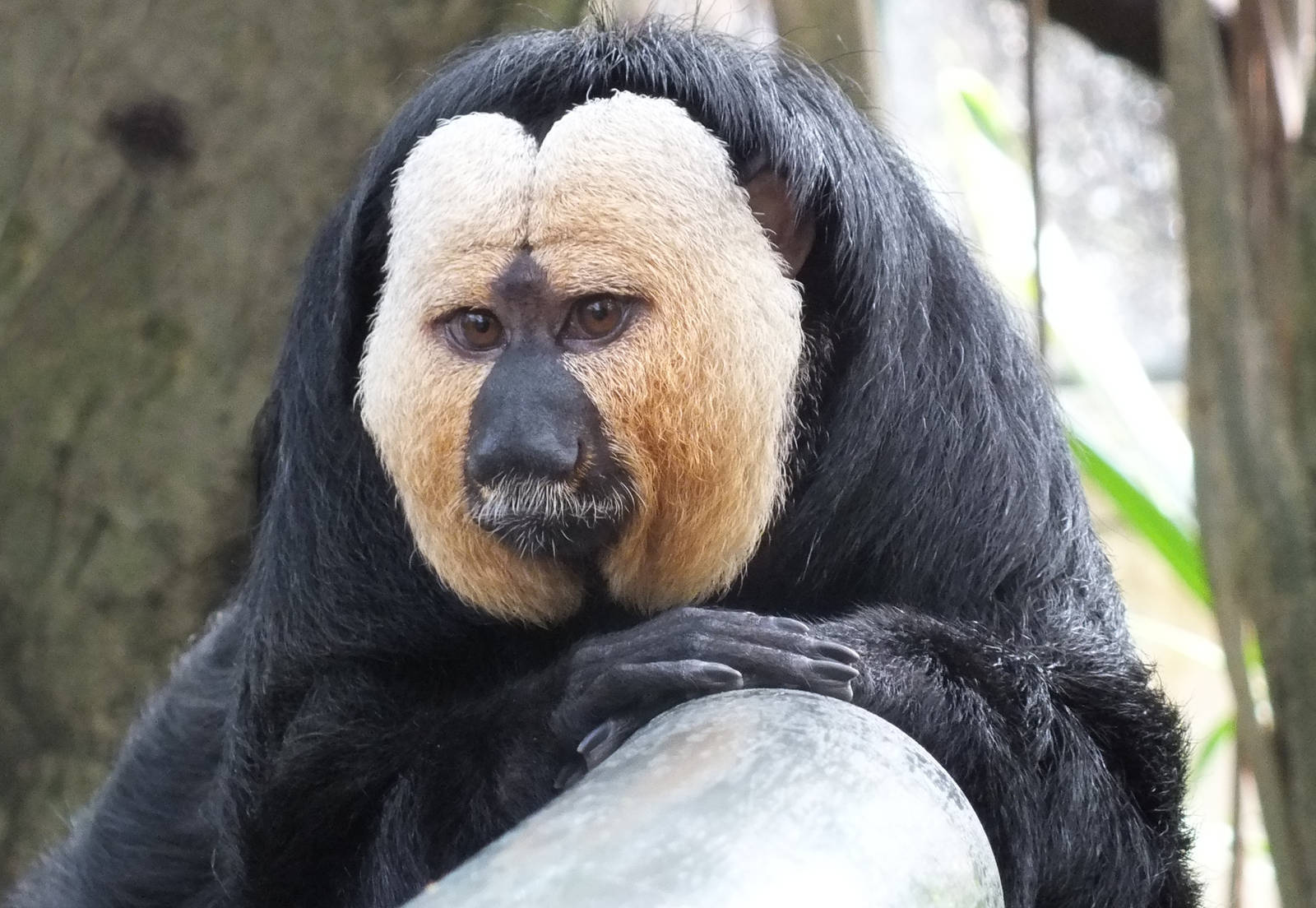 White-faced Saki (M)