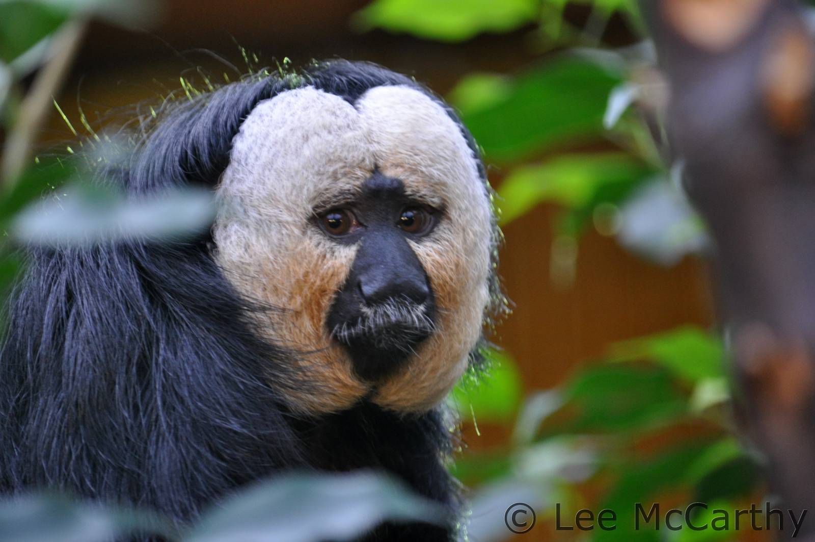 White Faced Saki Male