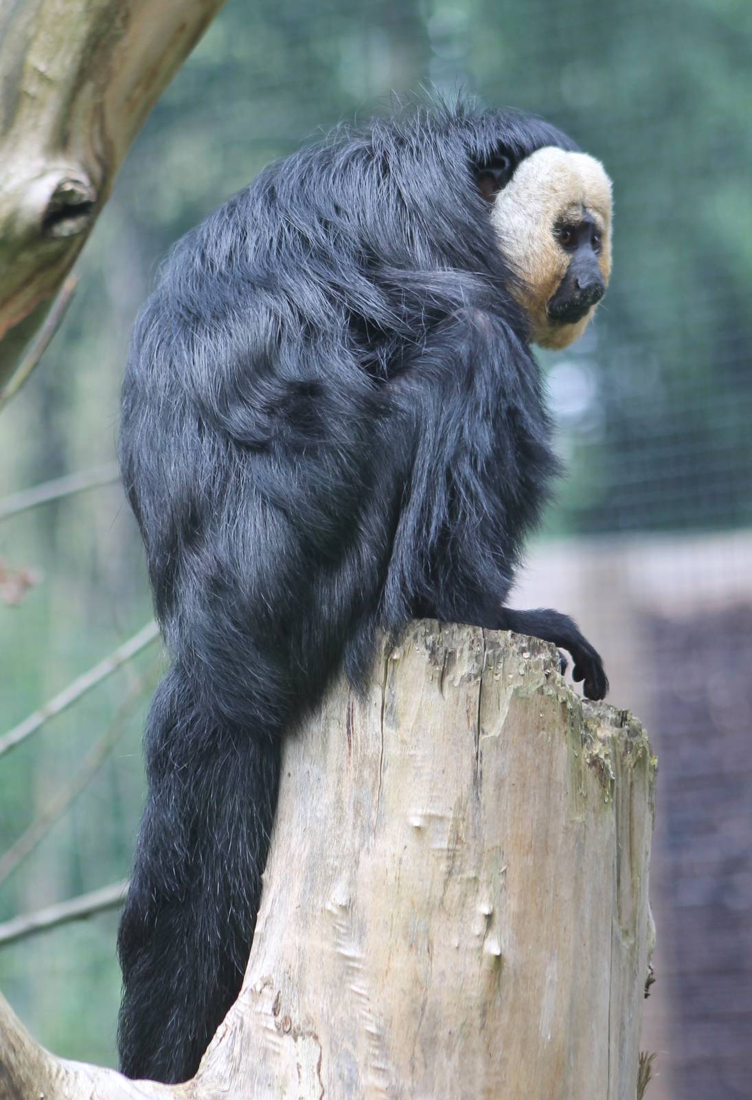 White-faced saki male