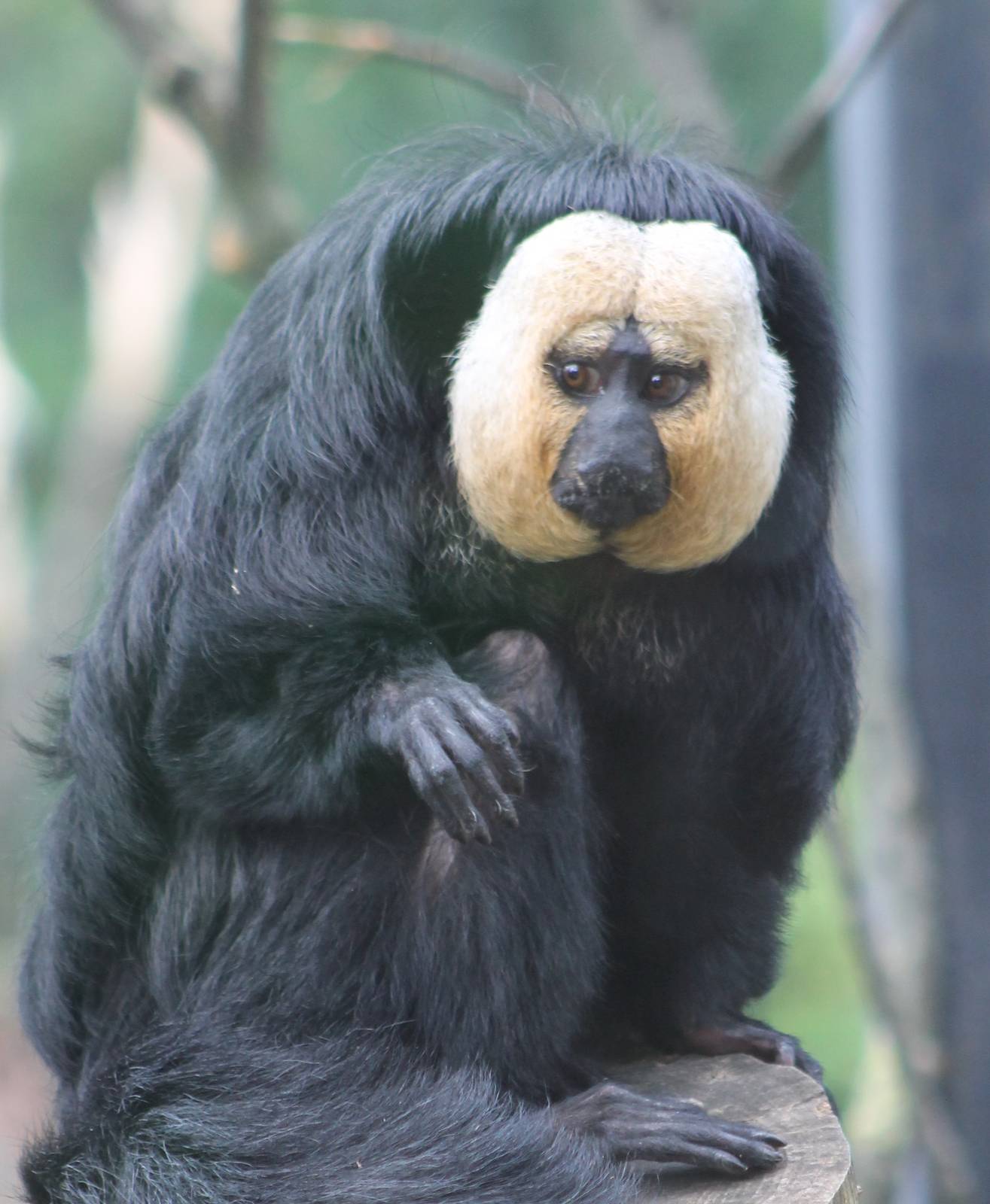 White-faced saki male