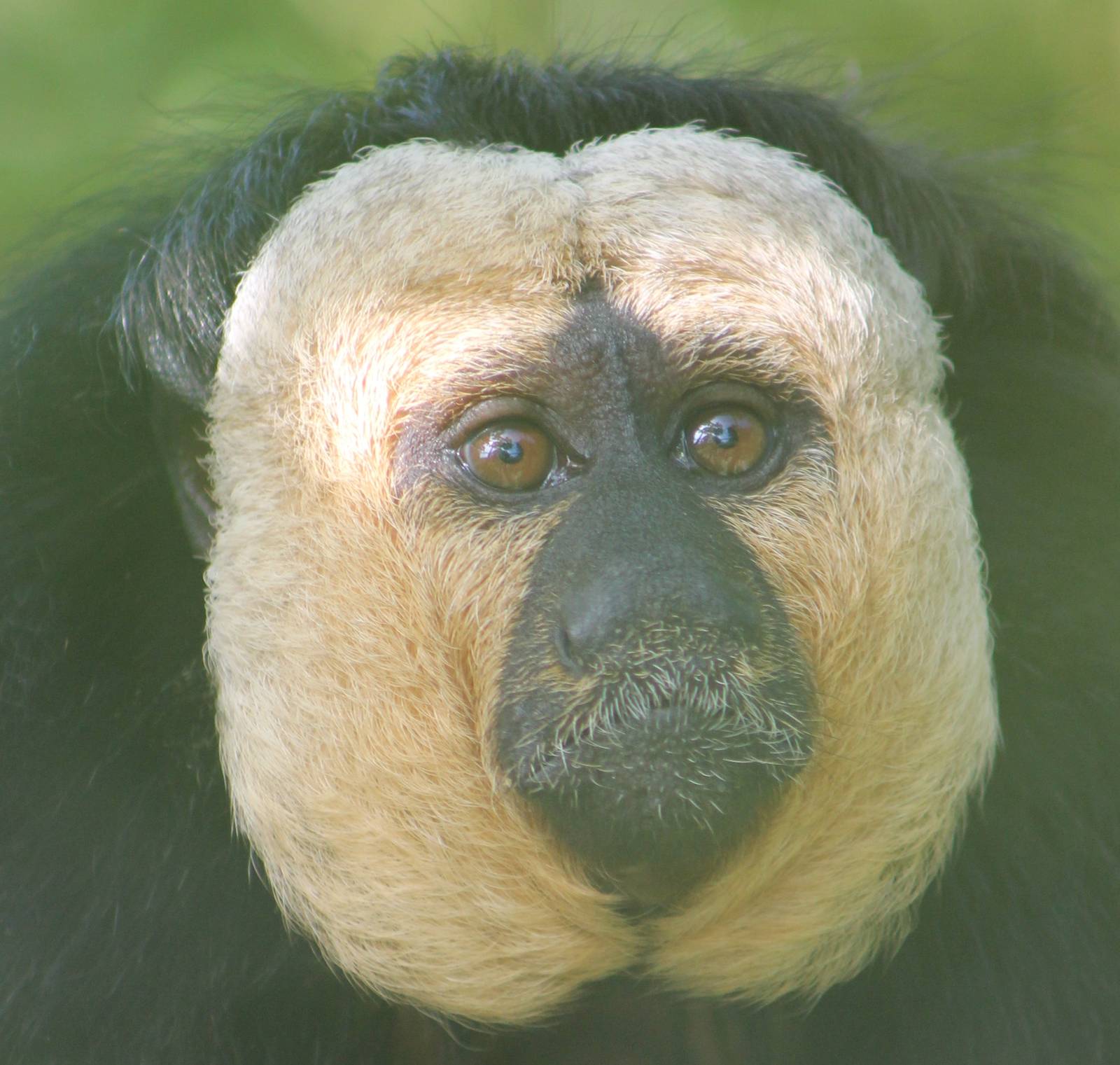 White-faced saki male