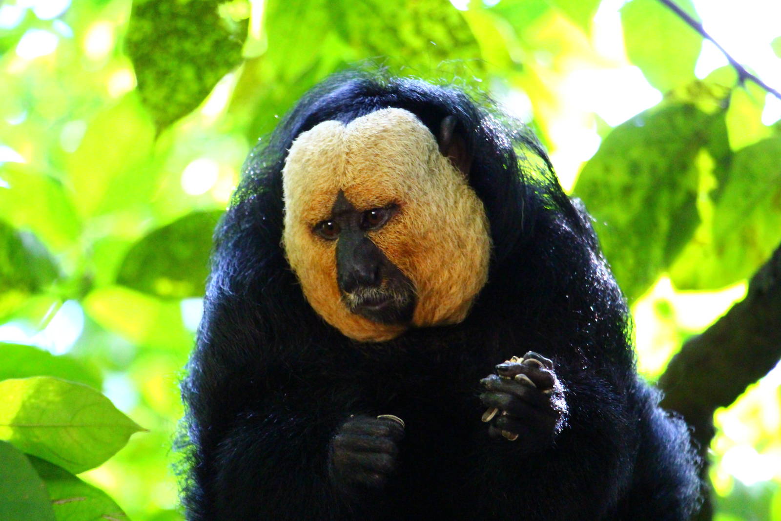 White-faced Saki (male)