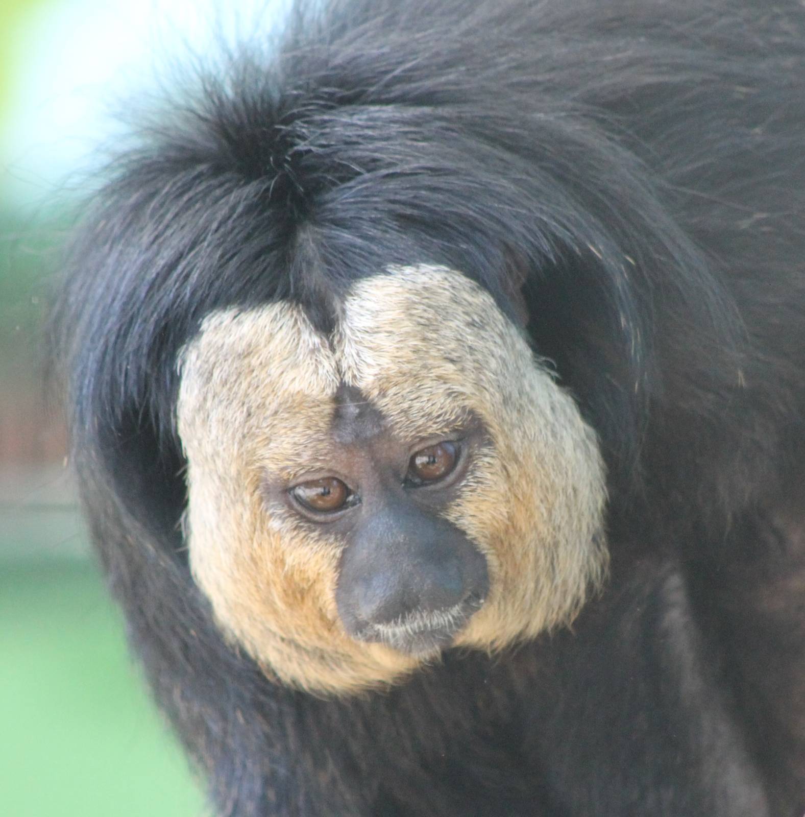 White-faced saki male