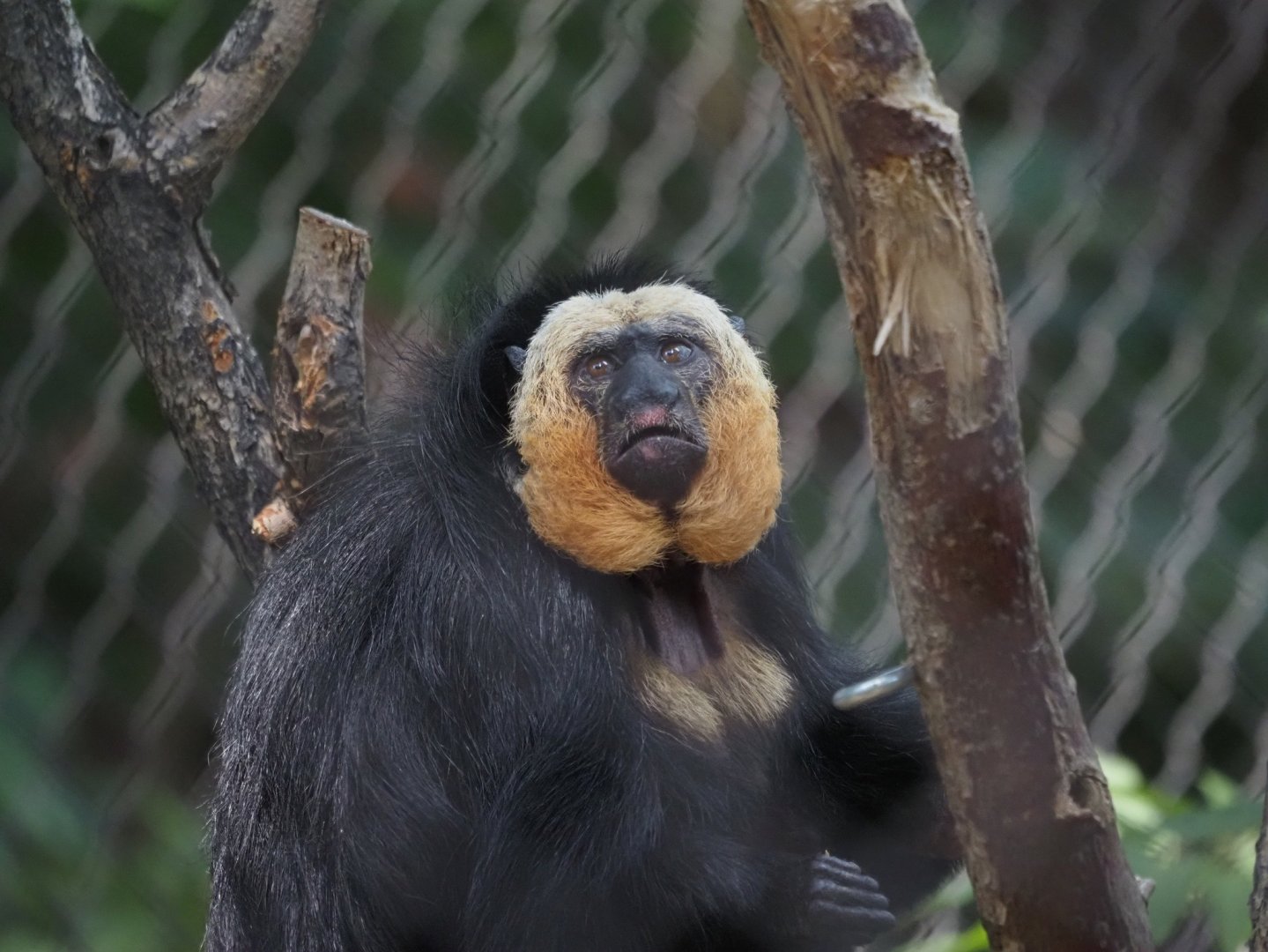White-Faced Saki Male