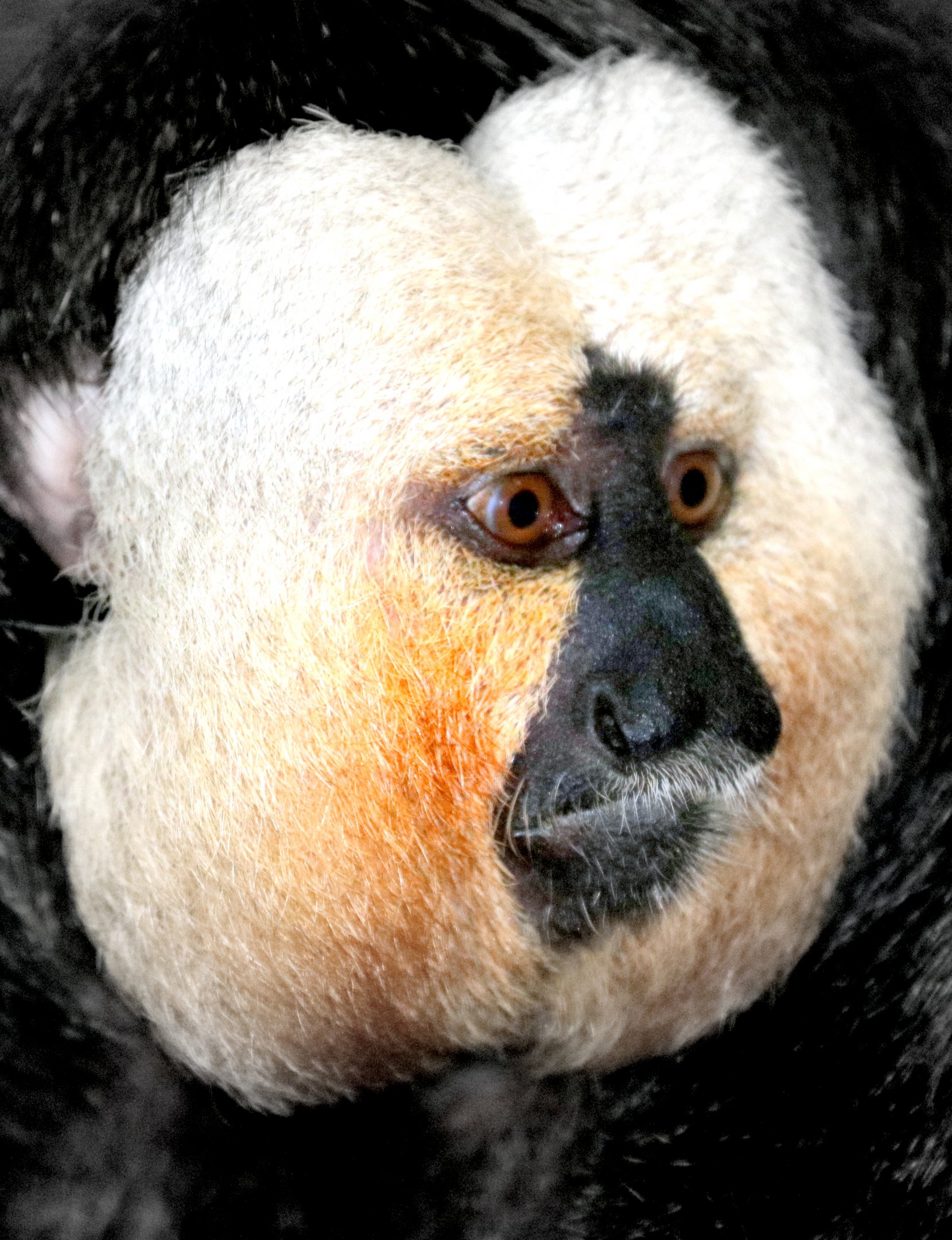 White-faced saki; Marwell; 31st March 2018