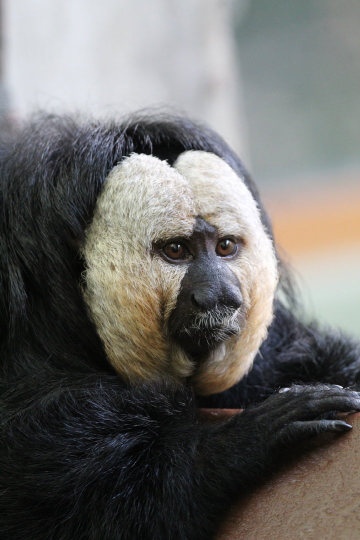 White Faced Saki Monkey- 21st August 2023