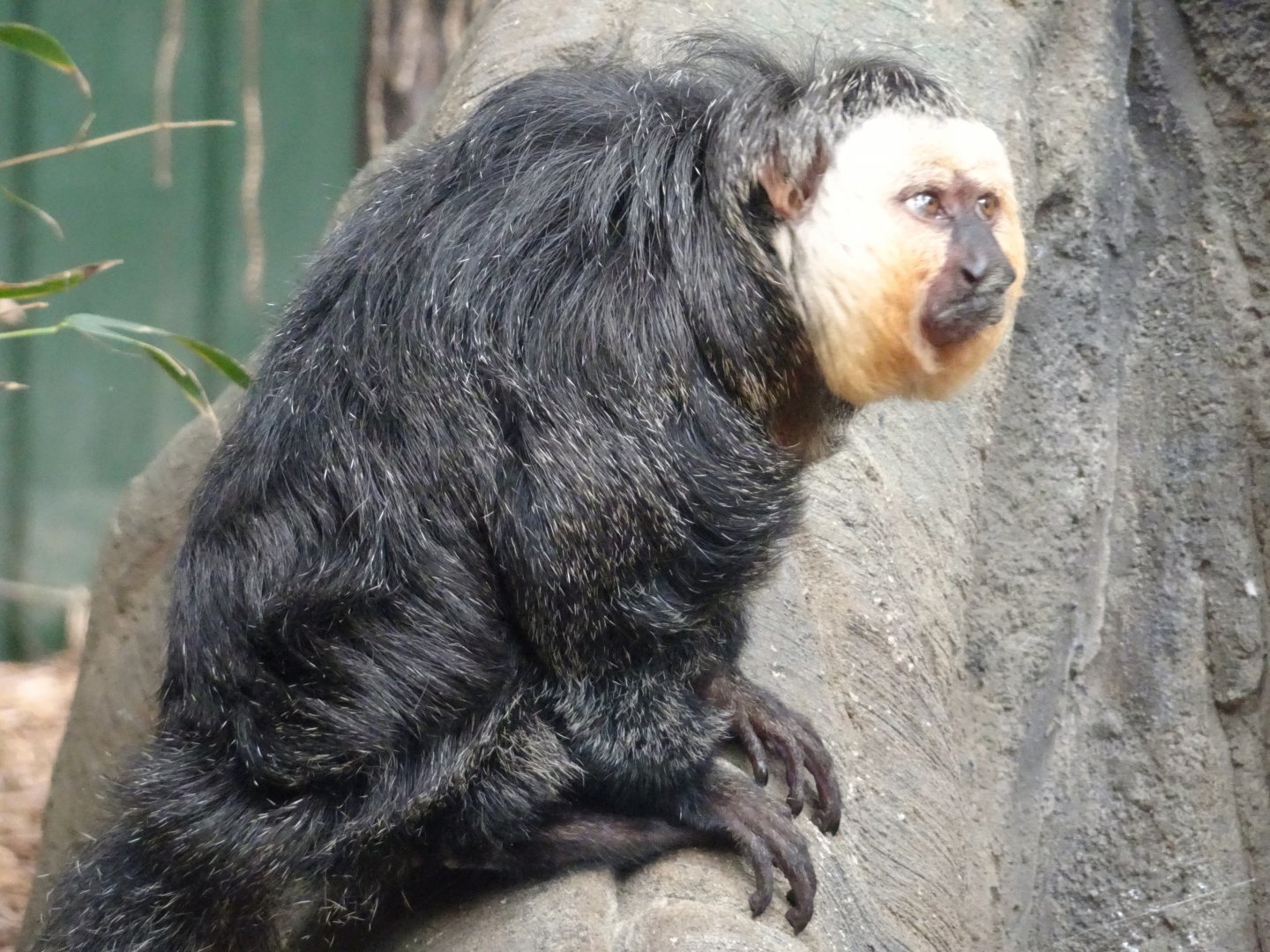 White-faced Saki Monkey       25 May 2025