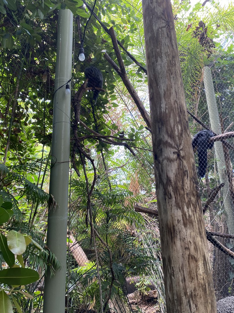 White-Faced Saki Monkey 7-11-2023