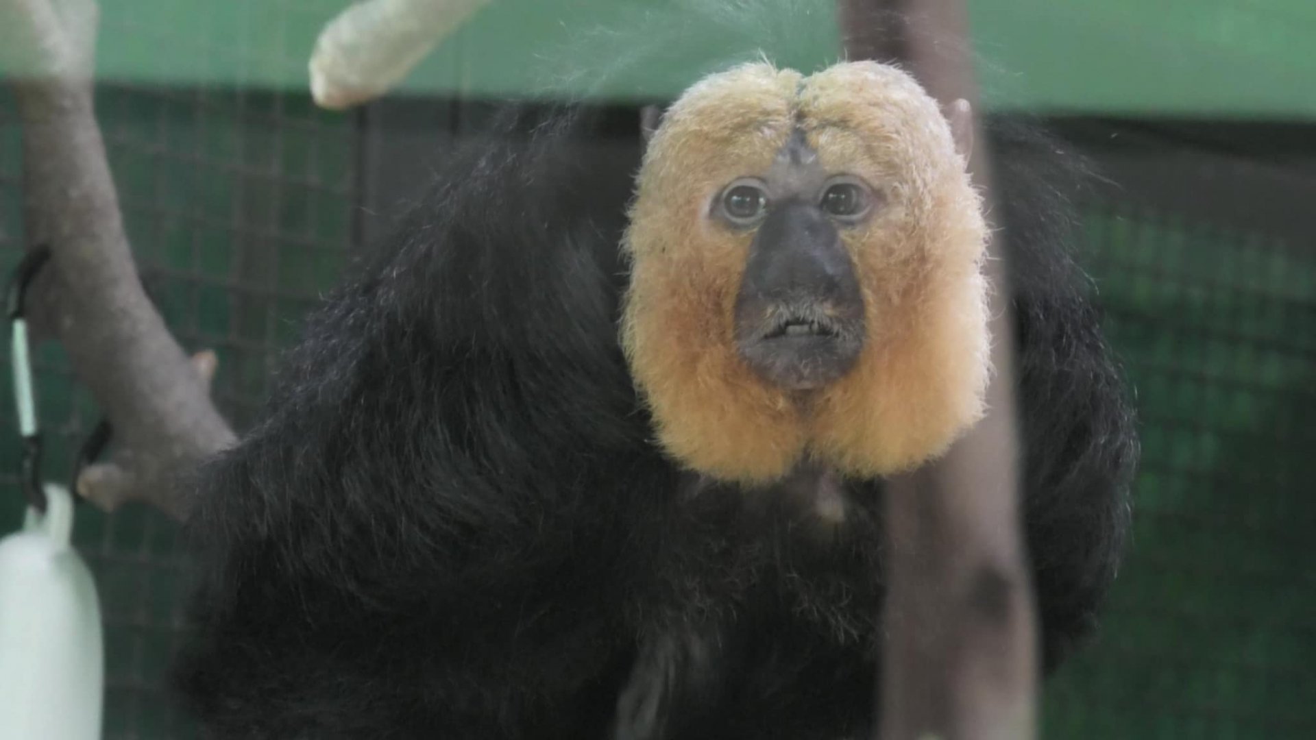 White faced saki monkey again