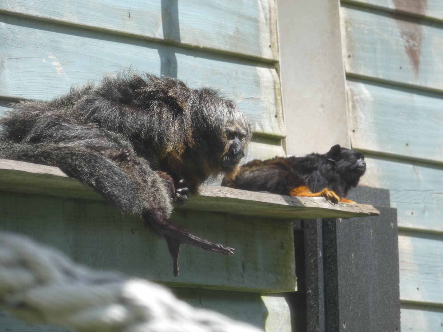 White-faced saki monkey and Red-handed tamarin
