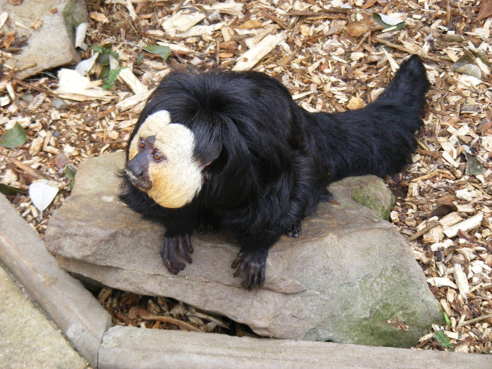 White-faced saki monkey at Dudley Zoo, 12 February 2010