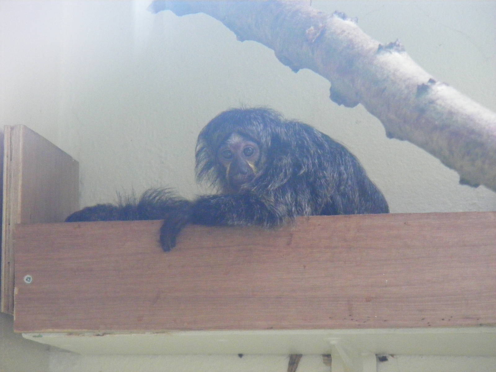 White-faced saki monkey at Marwell Wildlife, 2 September 2010