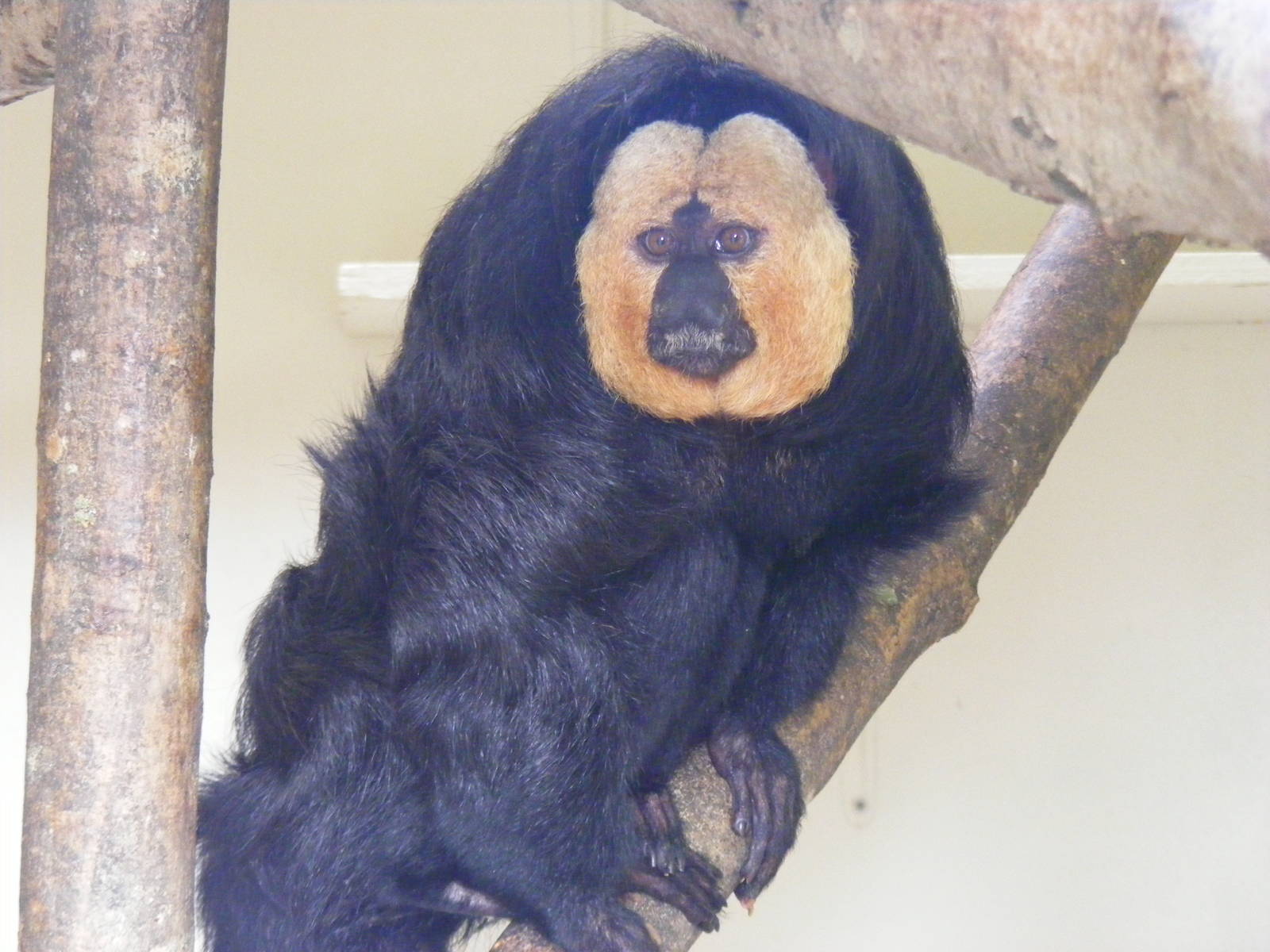 White-faced saki monkey at Marwell Wildlife, 30 October 2010