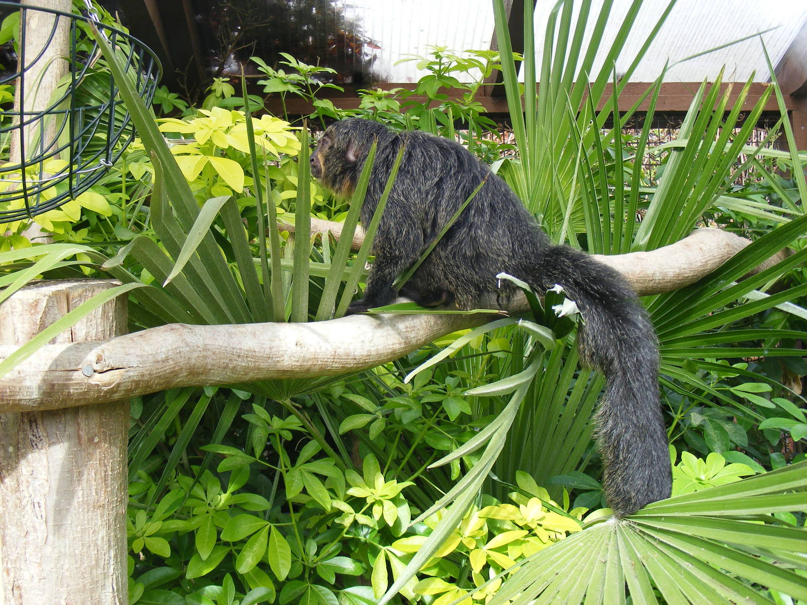 White-faced saki monkey at Marwell Wildlife, 30 October 2010