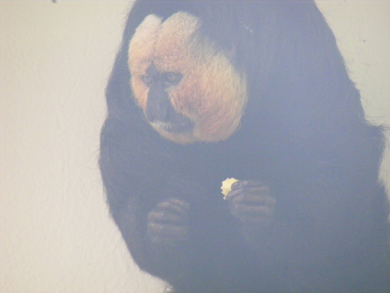 White-faced saki monkey at Marwell Wildlife, 8 August 2010