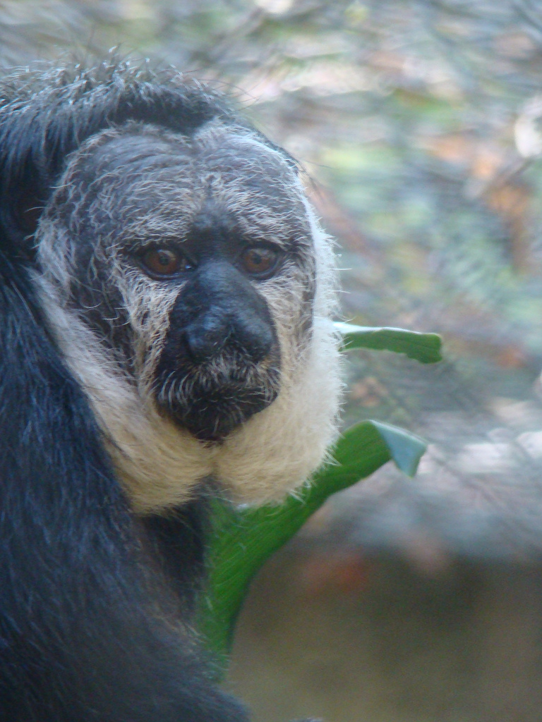 White-faced Saki Monkey at the Los Angeles Zoo