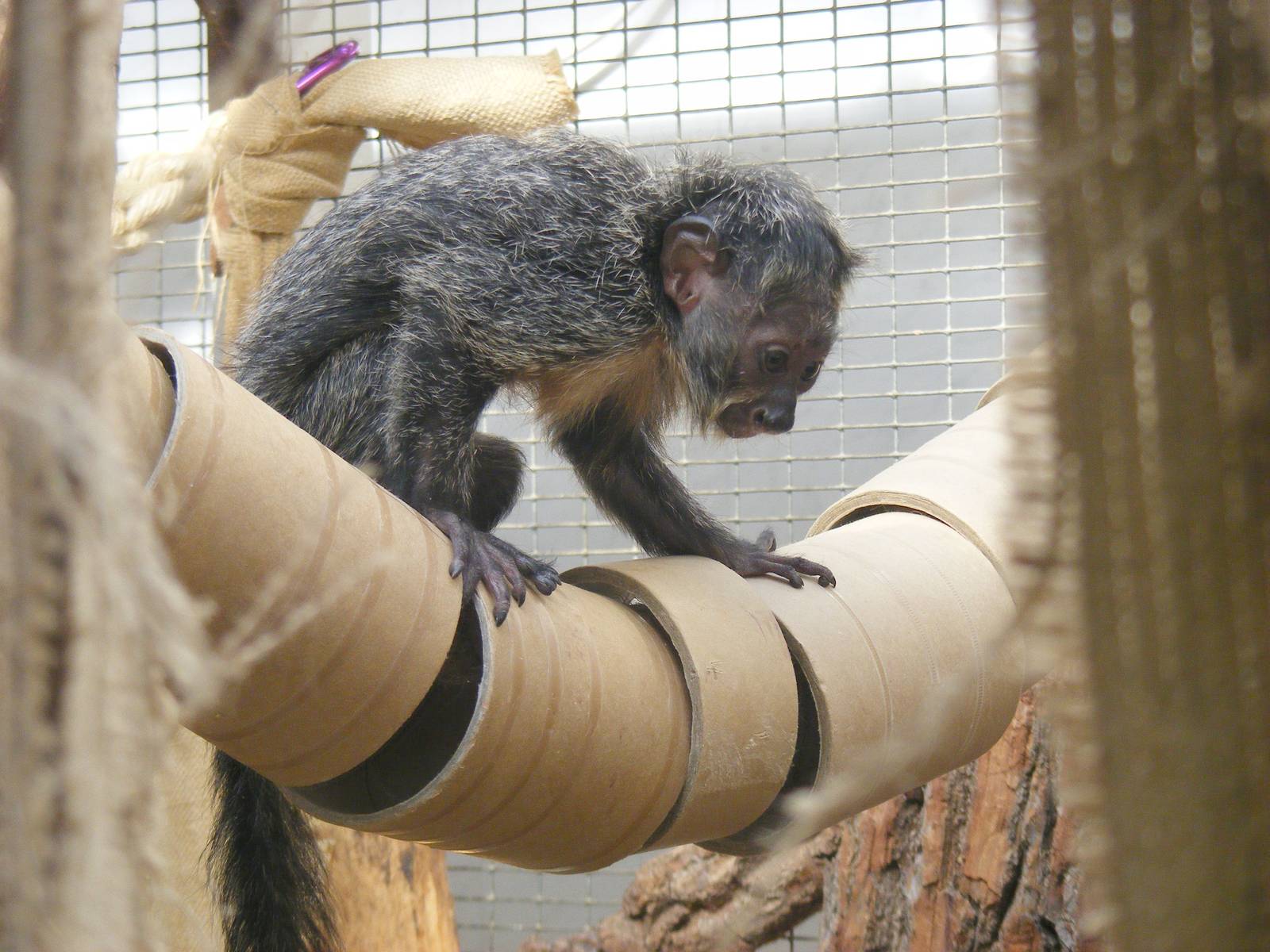 White-faced saki monkey at Twycross Zoo, 29 August 2010