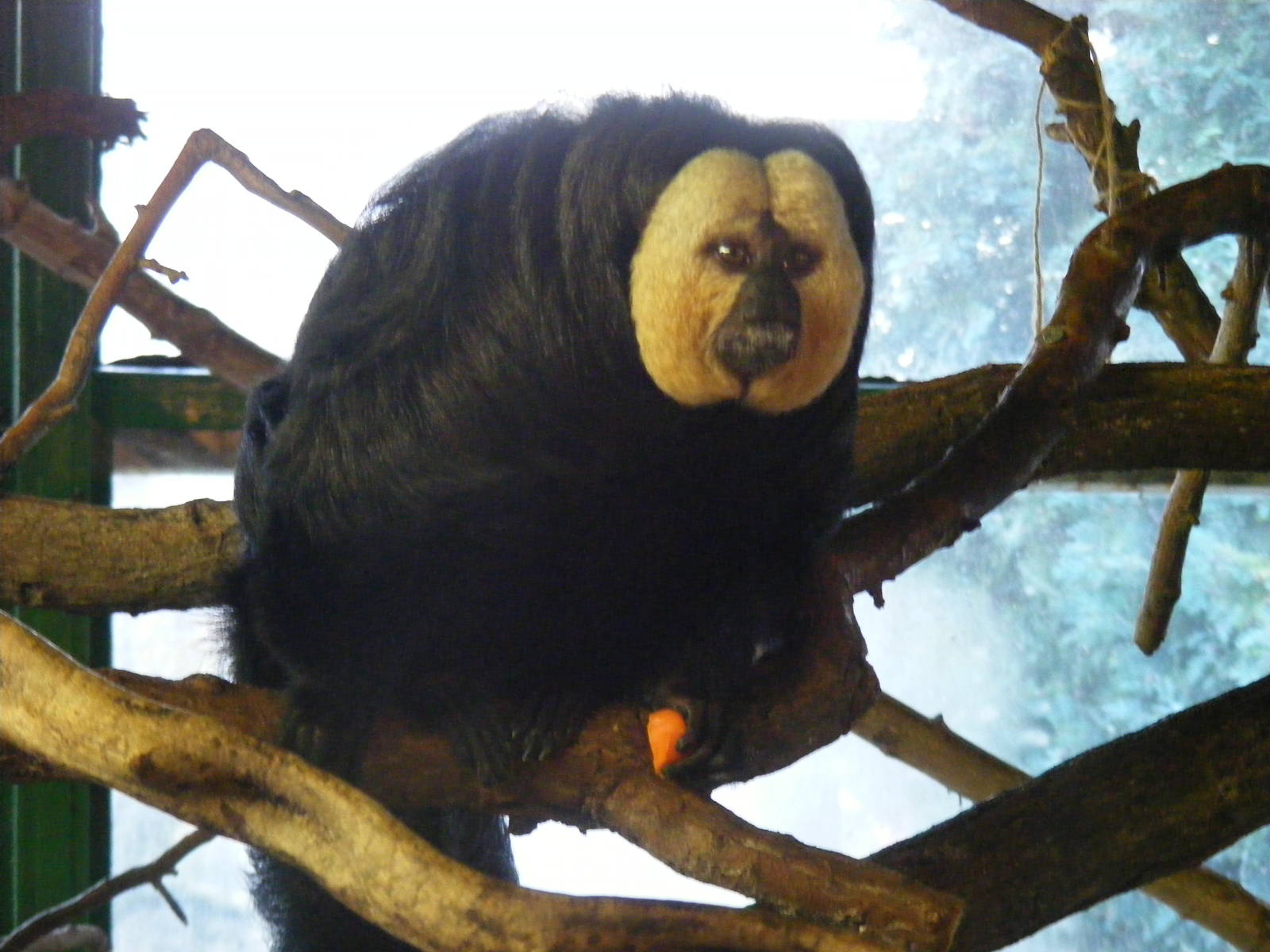 White-faced saki monkey at Whipsnade Zoo, 11 November 2010