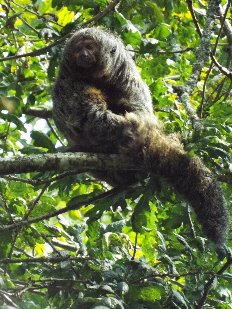 White-faced Saki Monkey - Dartmoor Zoo