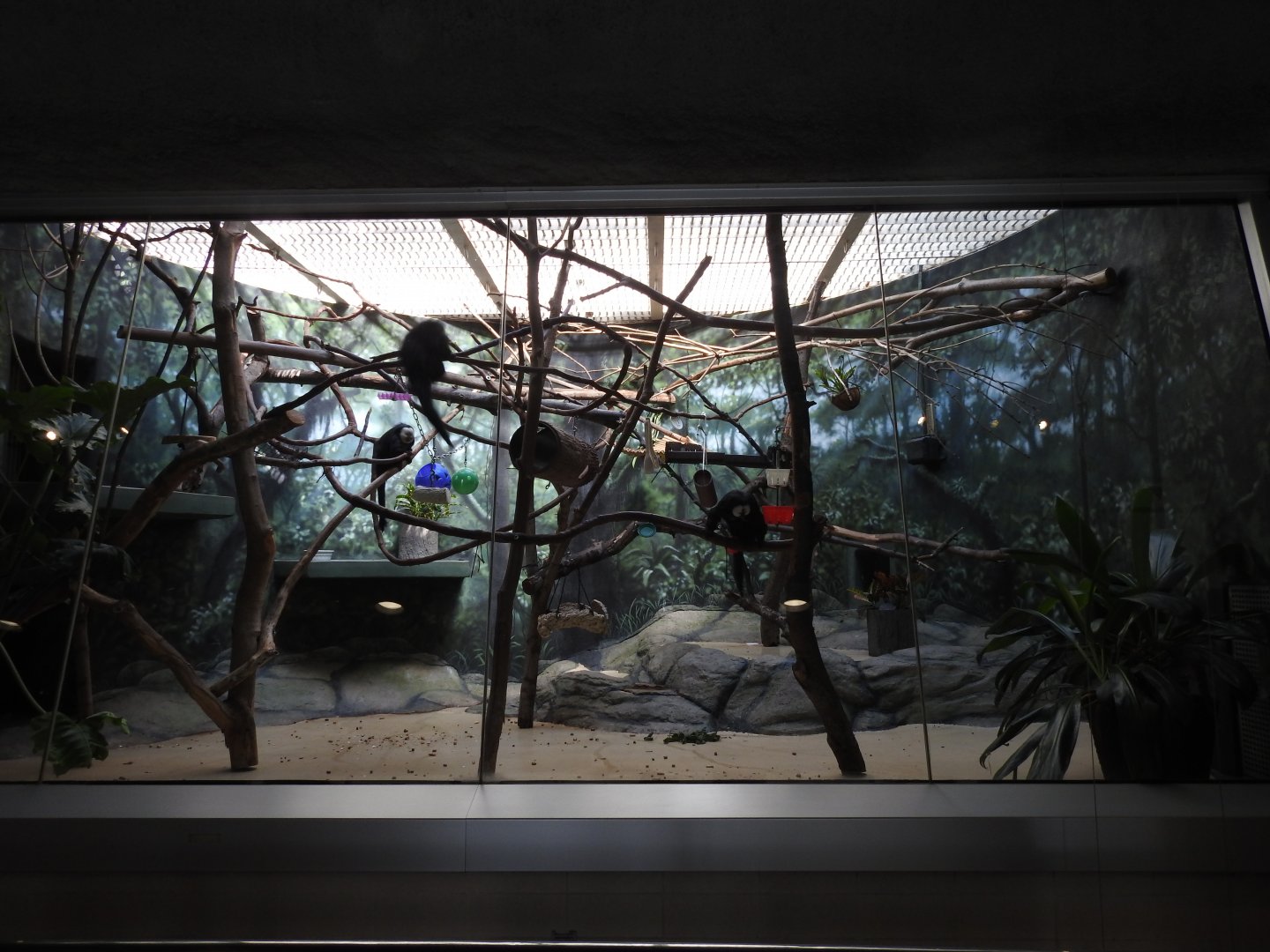 White Faced Saki Monkey Enclosure