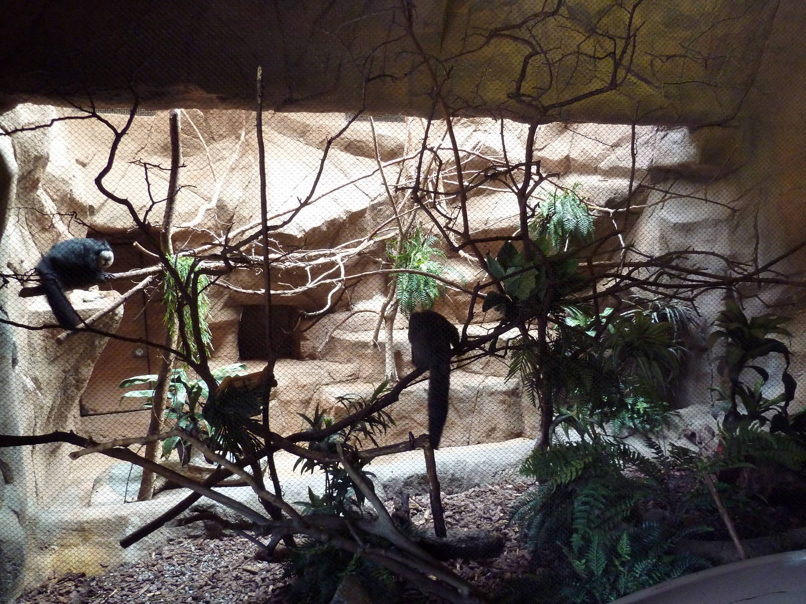 White-Faced Saki Monkey Exhibit