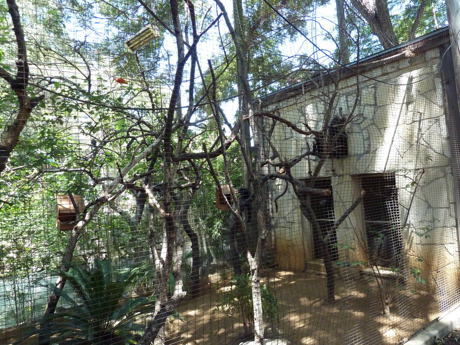 White-Faced Saki Monkey Exhibit