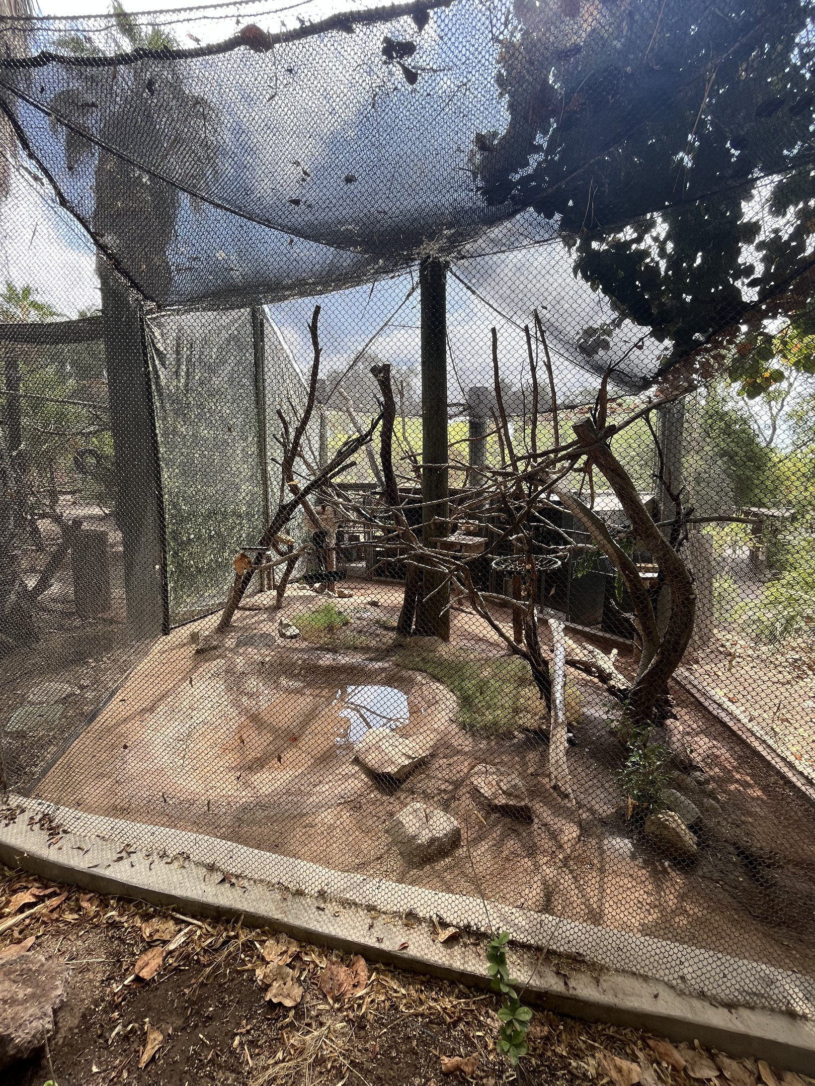 White-faced Saki Monkey Exhibit