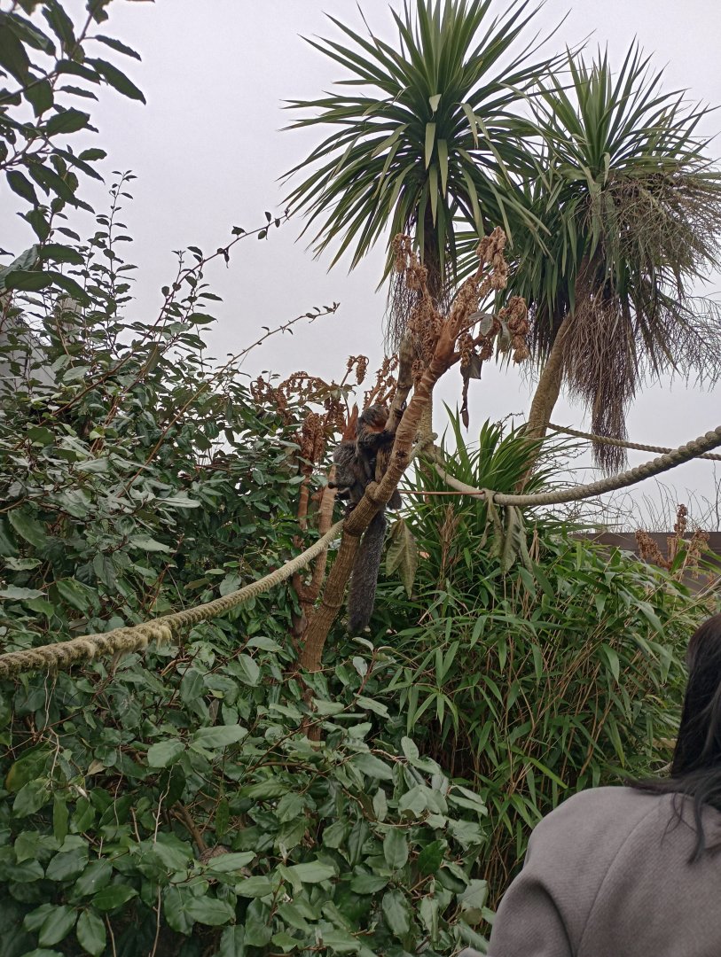 White-faced saki monkey (F)
