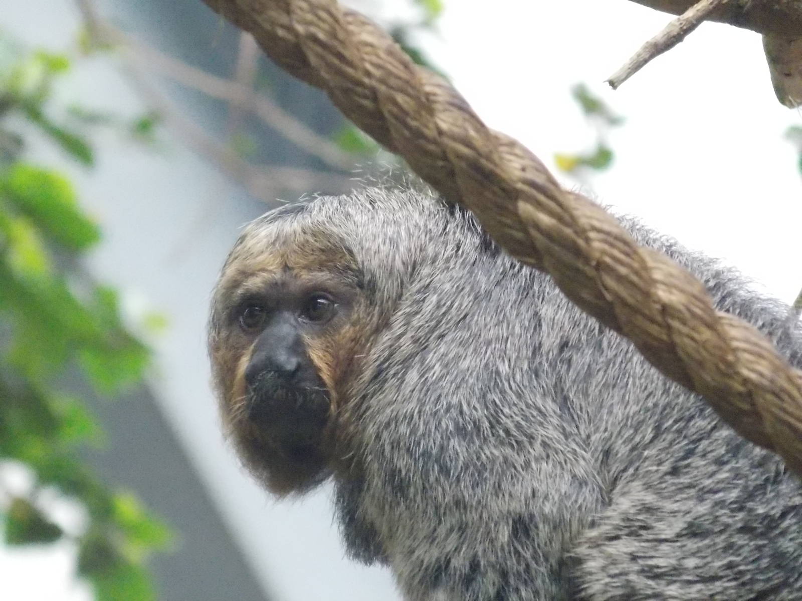 White-faced Saki Monkey female