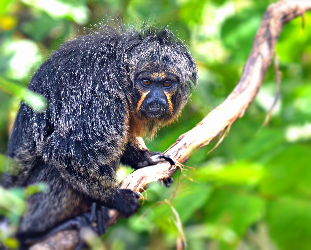 WHITE FACED SAKI MONKEY FEMALE?