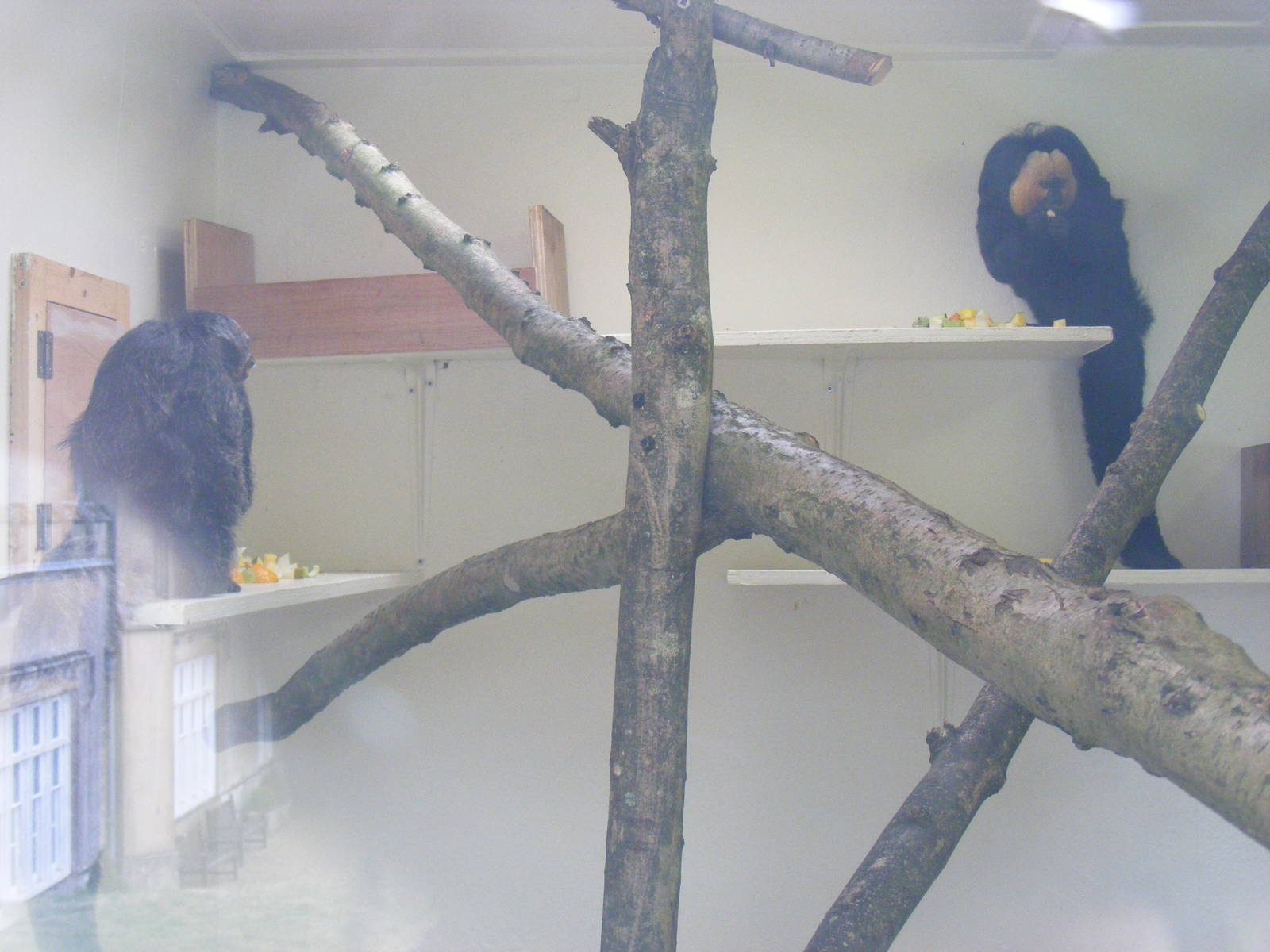 White-faced saki monkey indoor enclosure at Marwell Wildlife, 8 August 2010