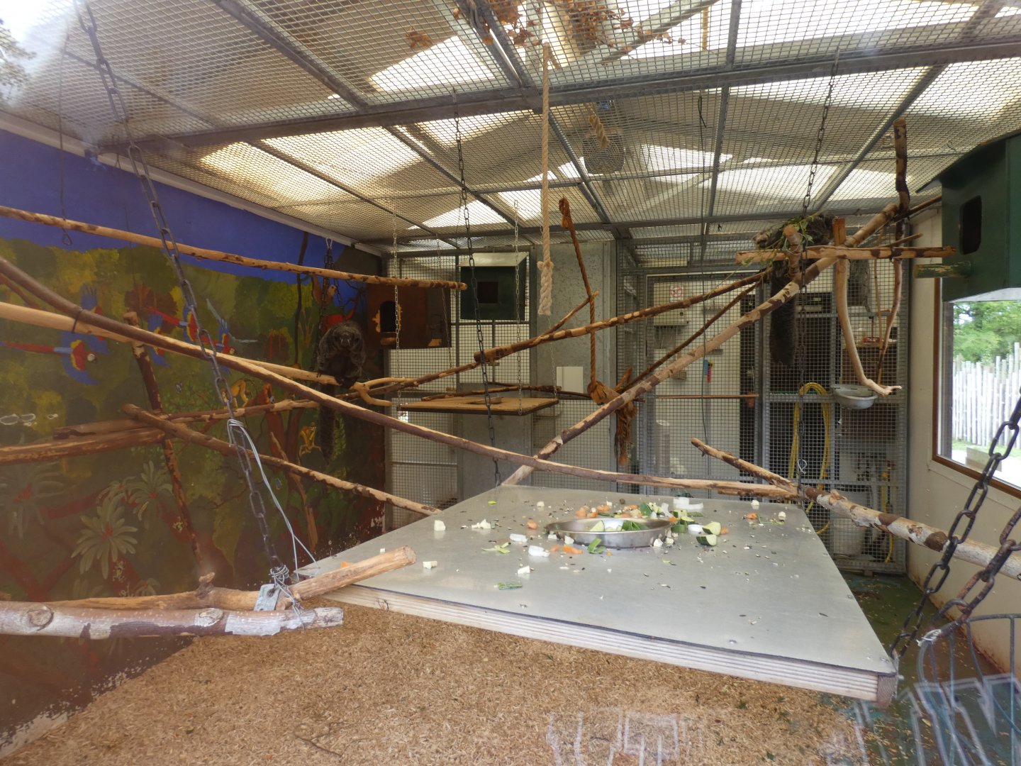 White-faced saki monkey indoor enclosure