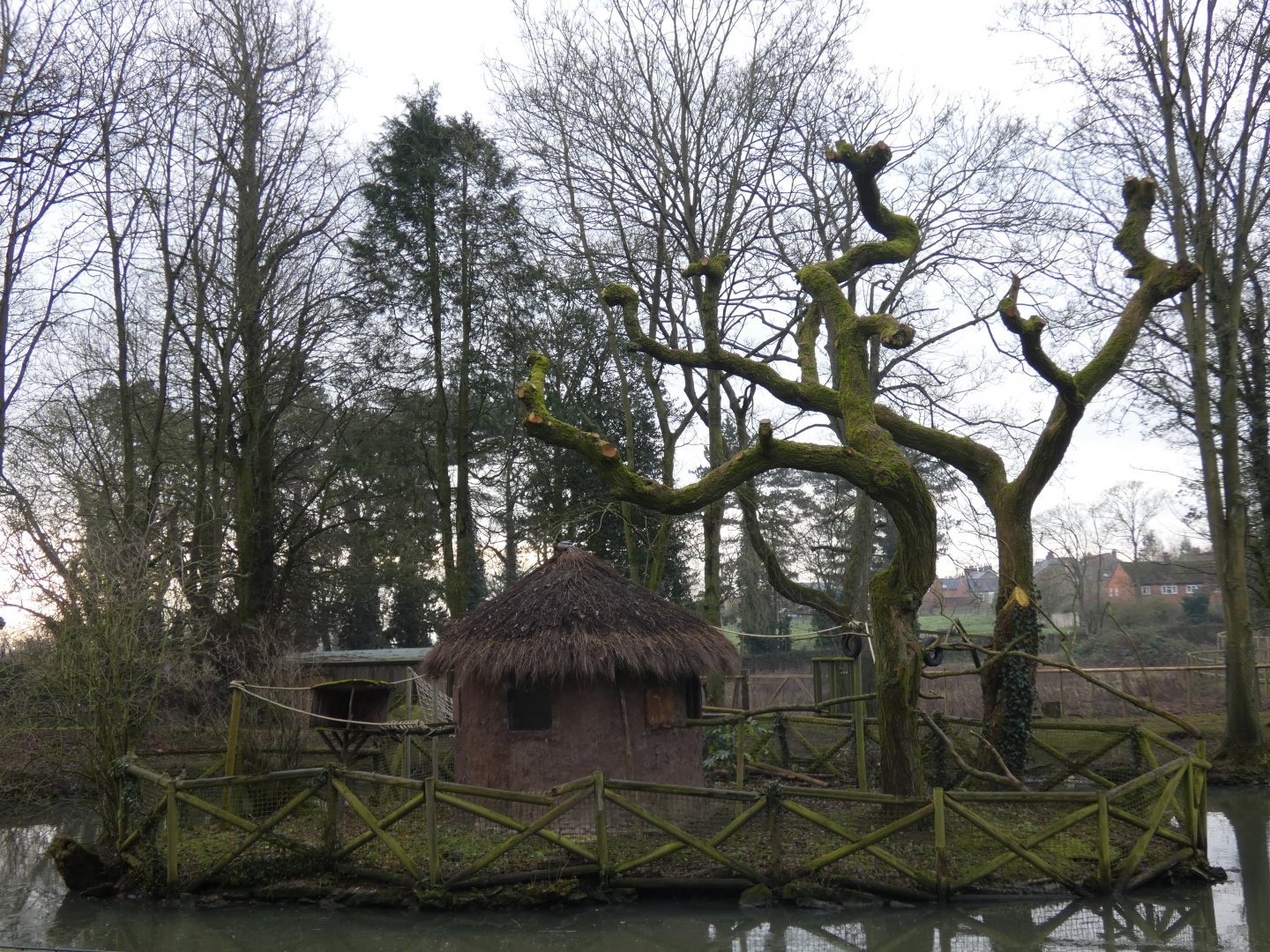 White-faced saki monkey island