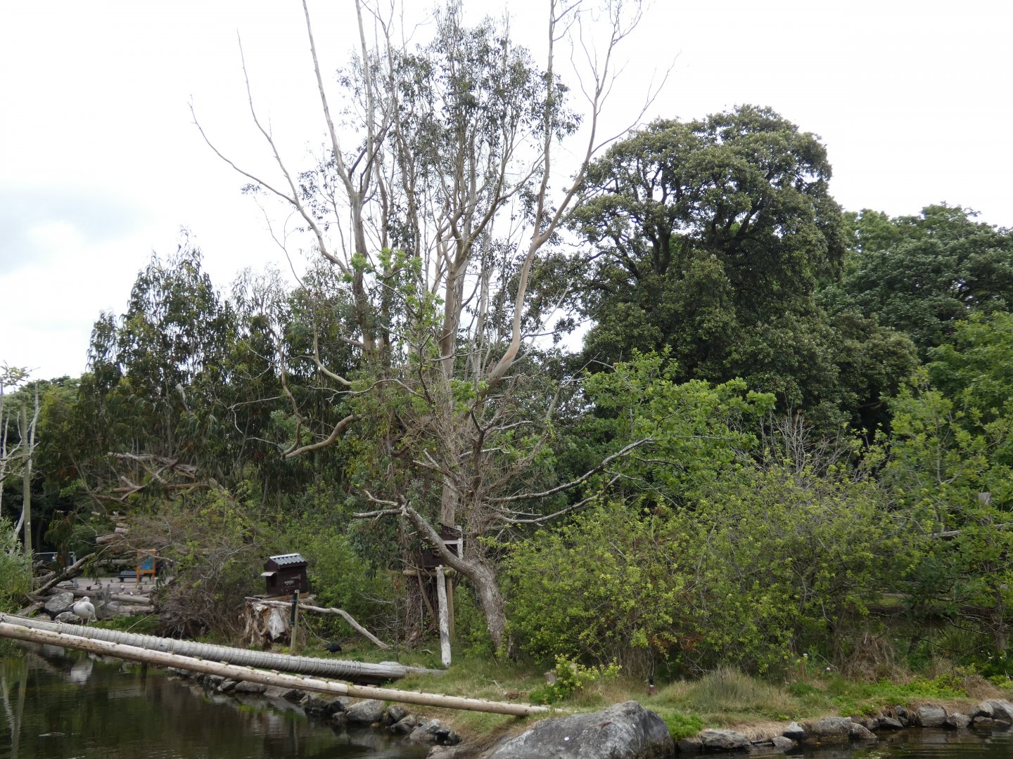 White-faced saki monkey island