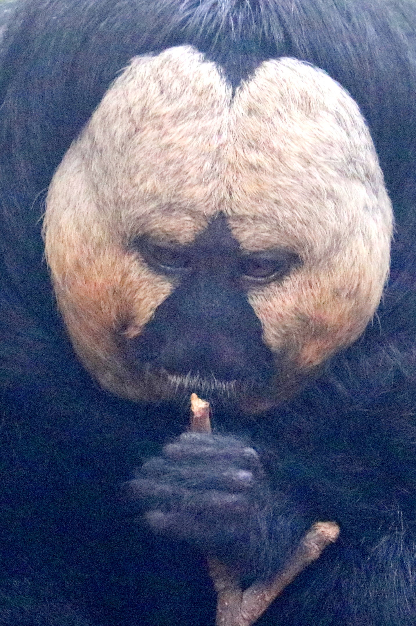 White-faced saki monkey; London Zoo; 21st May 2023